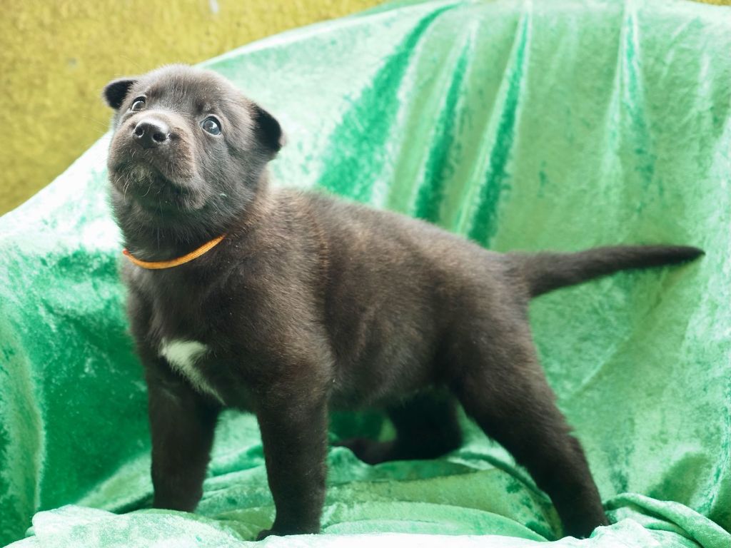 Olympus Of Dogs - Chiots disponibles - Berger hollandais