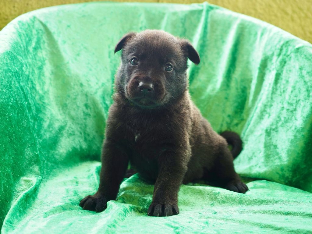 Olympus Of Dogs - Chiots disponibles - Berger hollandais