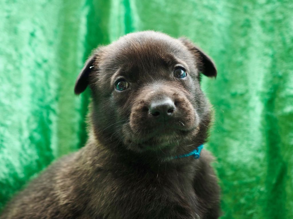 Olympus Of Dogs - Chiots disponibles - Berger hollandais