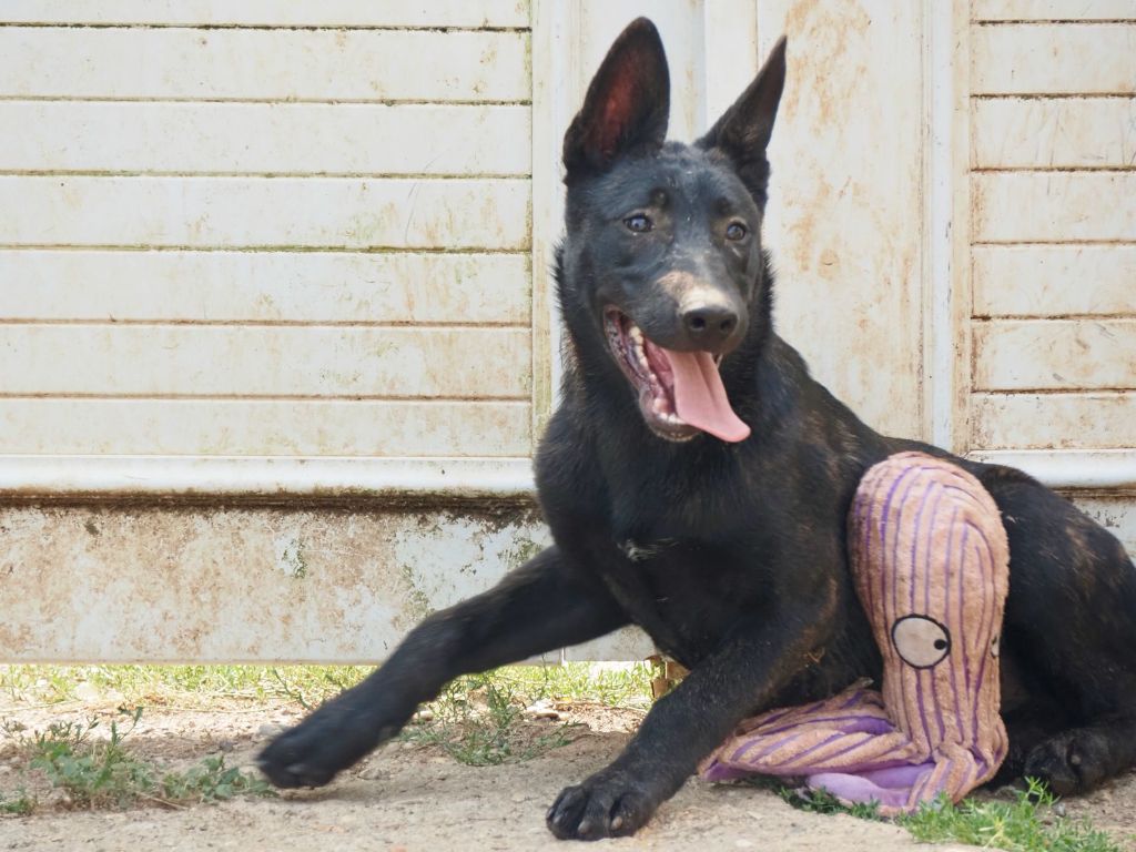 Olympus Of Dogs - Chiots disponibles - Berger hollandais