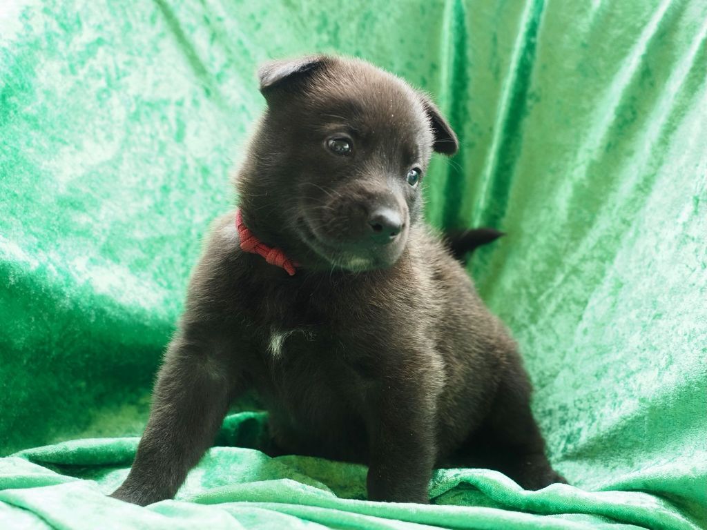Olympus Of Dogs - Chiots disponibles - Berger hollandais