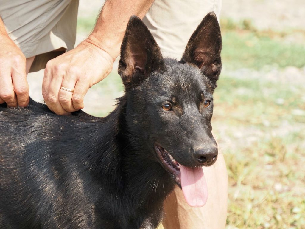 Olympus Of Dogs - Chiots disponibles - Berger hollandais