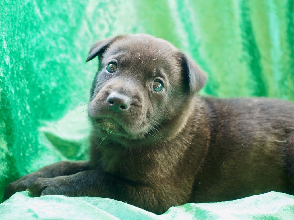 CHIOT 10